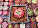 Echeveria 'Black Panther' 1" Succulent Plant