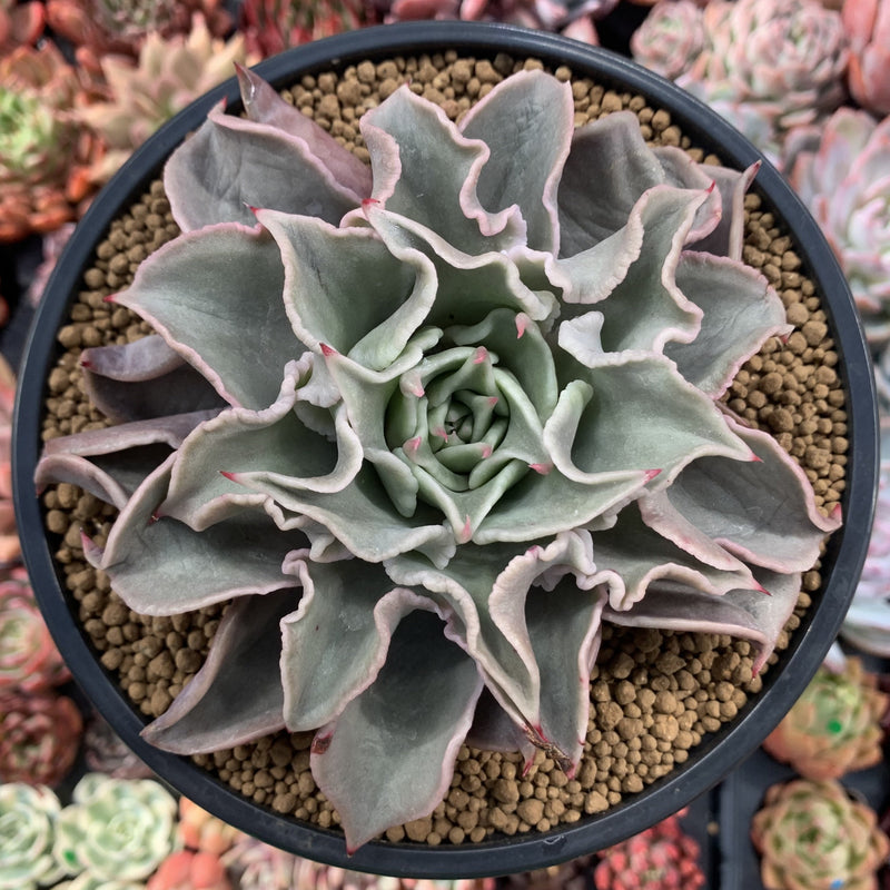 big succulent plants for sale Echeveria 'Madiba' 5" Large Succulent Plant – True Succulents Plant Co