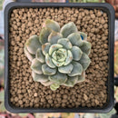 Echeveria 'Tinker Bell' Variegated 2" Succulent Plant