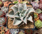 Echeveria 'Madiba' 4" Succulent Plant