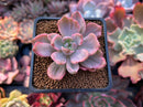 Graptoveria 'Mrs. Richards' Variegated 2" Succulent Plant