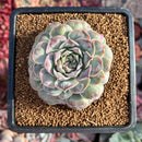 Echeveria 'Hearts Choice' 2" Succulent Plant