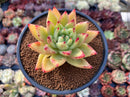 Echeveria Agavoides 'Ebony' Hybrid 3" Succulent Plant