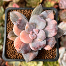 Quetzalcoatlia 'Pentandra Superba' Variegated 2" Succulent Plant (Formerly Graptopetalum 'Pentandrum Superbum' Variegated)