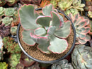 Echeveria 'Flying Cloud' Variegated 5" Succulent Plant