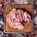 Echeveria 'Sweepy' 2" Cluster Air Magic Hybrid Succulent Plant