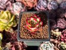 Echeveria Agavoides 'Jelly Cassiopeia' 1" Succulent Plant