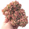 Echeveria Luella Crested 6” Large Cluster Rare Succulent Plant