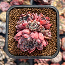 Echeveria 'Purpleidic' 2" Cluster Succulent Plant