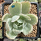 Echeveria 'Pastel' Variegated 2" Succulent Plant