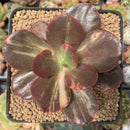 Echeveria 'Primadonna' Variegated 3" Succulent Plant