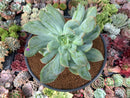 Echeveria 'Luella' Variegated 5" Large Succulent Plant