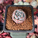 Echeveria 'Viyant' 1" Succulent Plant