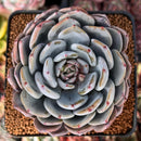 Echeveria 'Icy Purple' 4" Succulent Plant