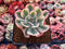 Echeveria 'Secunda' Variegated 2" Succulent Plant