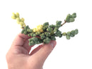 Corpuscalaria 'Lehmannii" Variegated 3"-4" Succulent Plant