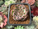 Echeveria 'Marcel' 1”-2" Succulent Plant