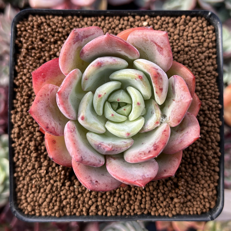 Echeveria 'Salmon' 2