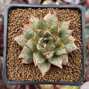 Echeveria 'Purpusorum' White Form 1"-2" Succulent Plant