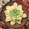 Echeveria 'Fun Queen' Variegated 4" Succulent Plant