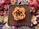 Echeveria Agavoides sp. 1" Succulent Plant