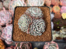 Echeveria 'Minima' 2"-3" Cluster Succulent Plant
