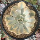 Echeveria Runyonii Variegated (Aka Echeveria 'Akaihosi' Variegated) 4"-5" Succulent Plant