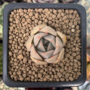 Echeveria 'Silonica' 1" New Hybrid Succulent Plant
