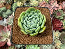 Echeveria 'Twin Berry' 2” Succulent Plant
