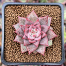 Echeveria 'Red Dragon' 1" New Hybrid Succulent Plant