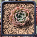 Echeveria Agavoides 'Hongja' 2" Succulent Plant