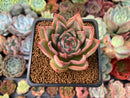 Echeveria Agavoides 'Shaula' 3" Succulent Plant