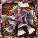 Echeveria 'Perle von Nurnberg' Trumpeting Form (Not Trumpet Pinky) 2"-3" Succulent Plant