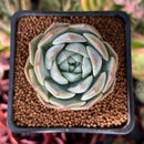 Echeveria 'Icy green' x 'Monroe' 2" Succulent Plant