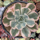 Echeveria 'Secunda' Variegated 4" Succulent Plant