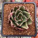 Echeveria Agavoides 'Helio' 2" Succulent Plant