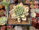 Echeveria 'Esther' Variegated 3" Succulent Plant