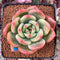 Echeveria 'Rainbow Charlotte' 2"-3" Succulent Plant