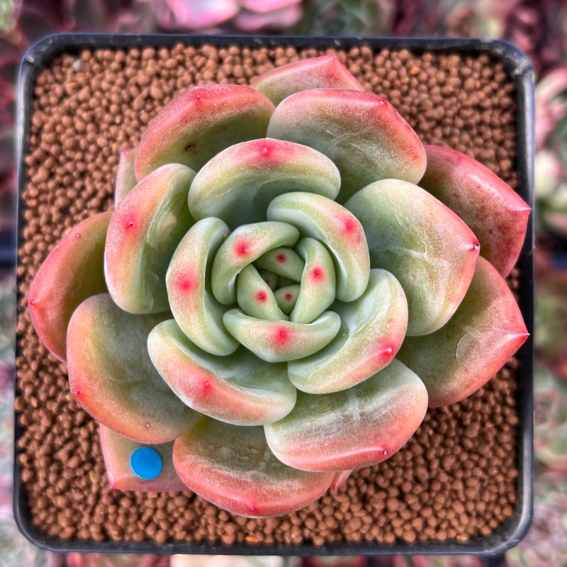 are rainbow succulents real Echeveria 'Rainbow Charlotte' 2"-3" Succulent Plant