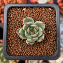 Echeveria 'Toscanelli' 1" Small Succulent Plant