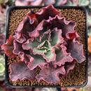 Echeveria 'Princess Peral' 2"-3" Succulent Plant