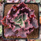 Echeveria 'Princess Peral' 2"-3" Succulent Plant