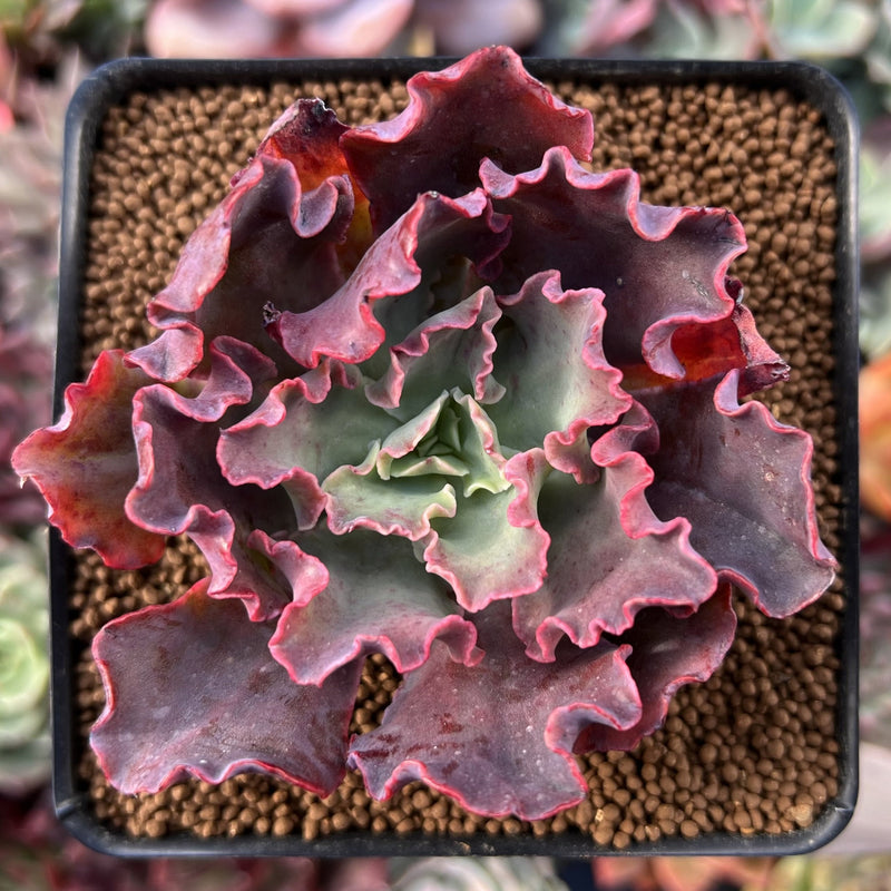 princess succulent Echeveria 'Princess Peral' 2"-3" Succulent Plant – True Succulents Plant Co