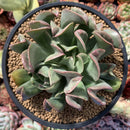 Echeveria 'Black Hawk' 4" Large Succulent Plant