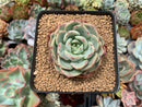 Echeveria 'Shalmon' 3" Succulent Plant
