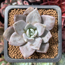 Echeveria 'German Champaign' 1" Succulent Plant