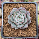Echeveria 'Hamil' 2" Succulent Plant