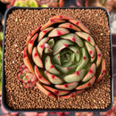 Echeveria Agavoides 'Salu' 3" Succulent Plant