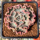 Echeveria 'Blue Curls' 2" Succulent Plant