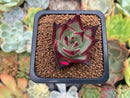 Echeveria Agavoides 'Jelly Cassiopeia' 2" Succulent Plant